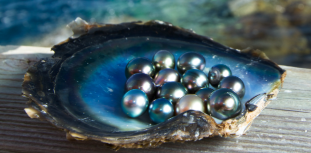 Pearl – Nature’s Treasure from the Sea